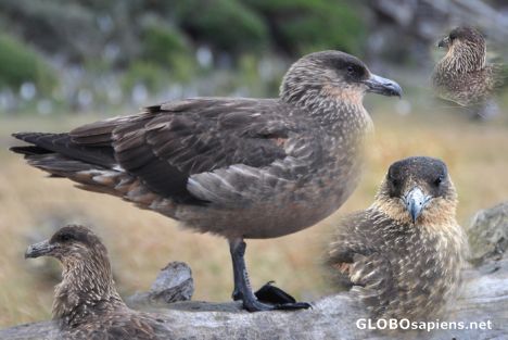 Postcard Skua - photomerge of close ups