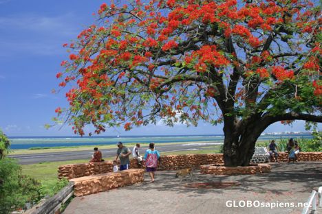 Postcard The Flame Tree Belvedere in Faa'a