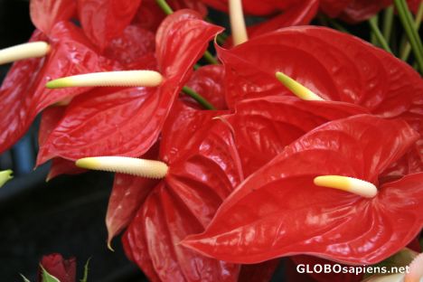 Postcard Tropical flowers - Anthuriums - Papeete - Tahiti