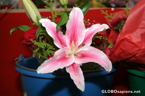 Postcard Tropical Flowers - A magnificent lily - Papeete
