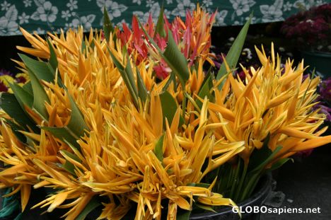 Postcard Tropical Flowers - Parrot Flowers - Papeete
