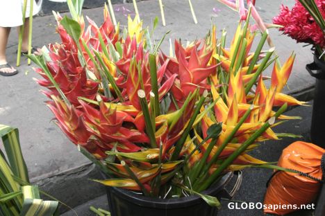 Postcard Tropical Flowers - Heliconias & Birds of Paradise