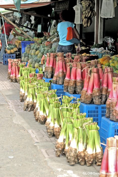 Postcard Faa'a traditional market - taro plants - Tahiti
