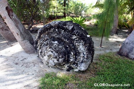 Postcard Coral head ashore