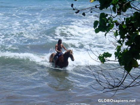 Postcard LES MARQUISES - BAIGNADE AVEC LE CHEVAL