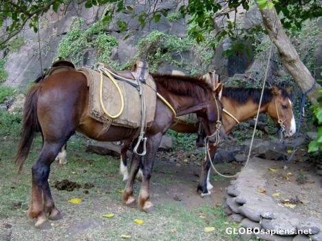 Postcard LES MARQUISES - UA HUKA - CHEVAUX MARQUISIENS