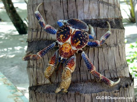 Postcard CRABE DE COCOTIER - RANGIROA