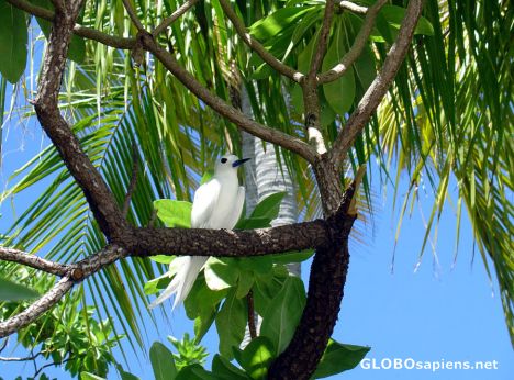 Postcard STERNE BLANCHE - RANGIROA