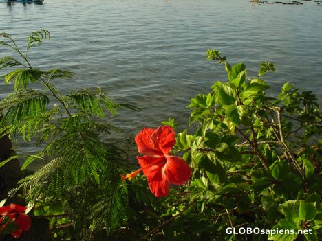 Postcard Moorea - hibiscus