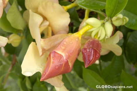 Postcard Moorea - Alamanda