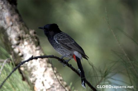 Postcard Tahiti - Bulbul at red beely
