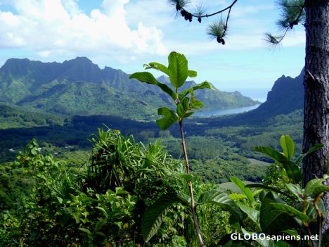 Postcard Moorea - Opunohu Bay