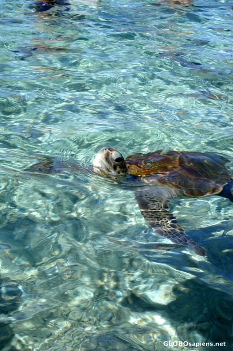 Postcard Moorea - Lagonarium turtle