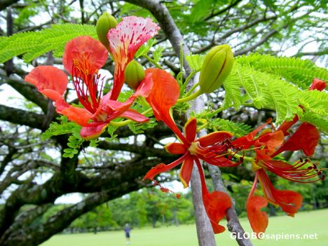 Postcard Tahiti - Flamboyant