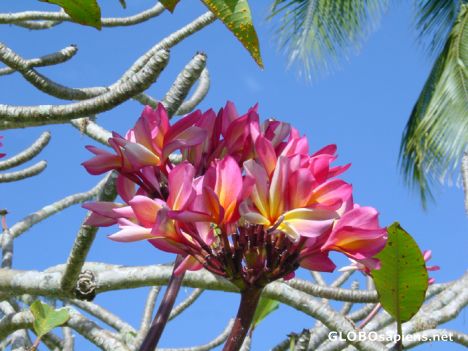 Postcard Tahiti - Pink frangipanier