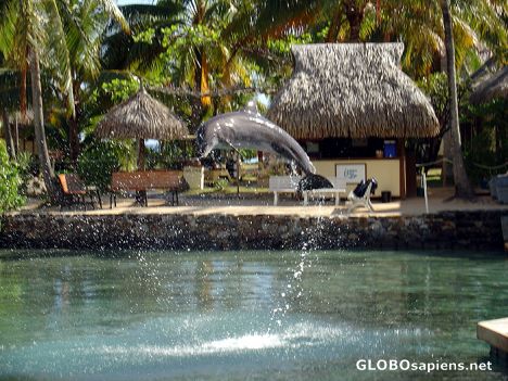Postcard Moorea - Dolphins