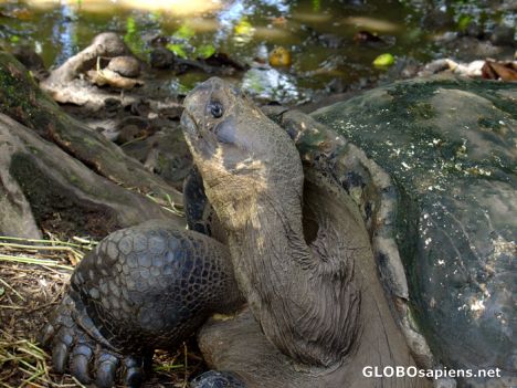 Postcard Tahiti - Galapagos turtle