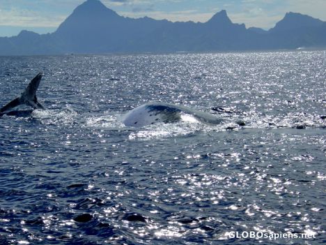 Postcard Papeete - Whale