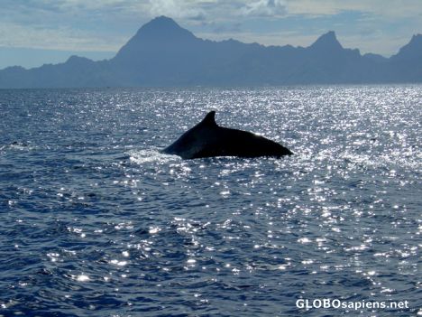 Postcard Papeete - Whale