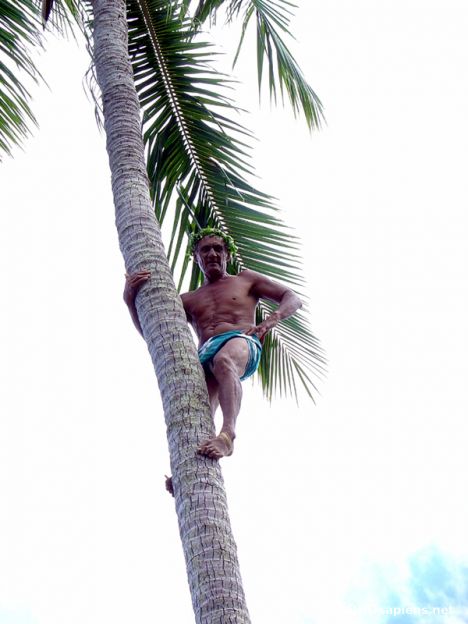 Postcard Moorea - Cocotier climber