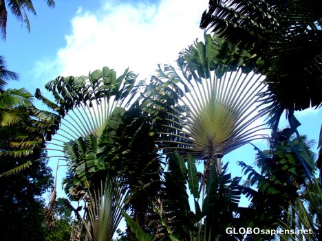 Postcard Tahiti - Arbre du voyageur