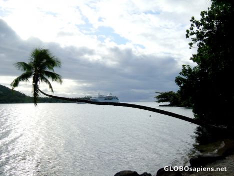 Postcard Moorea - A boat on a coconut palm