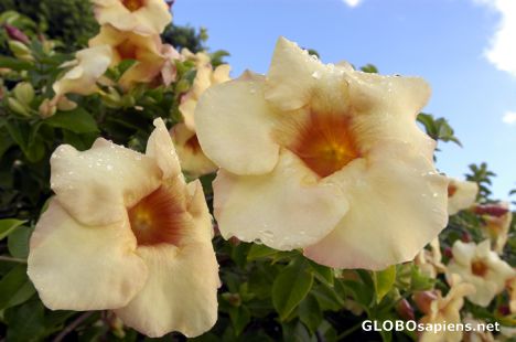 Postcard Moorea - Hibiscus after the rain