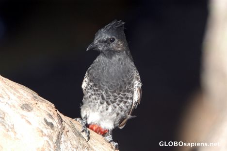 Postcard Red vented bulbul