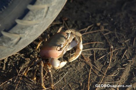 Postcard Crab