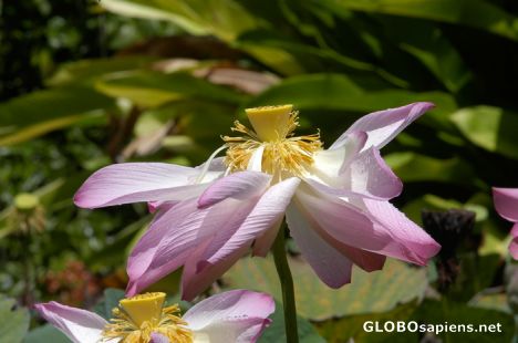 Postcard Lotus rose du Nil