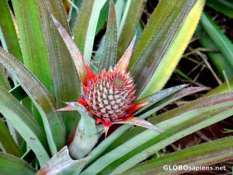 Postcard Moorea - Pineaple