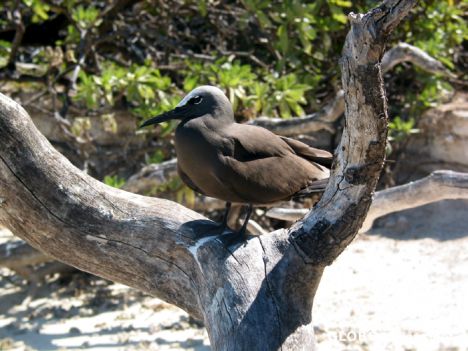 Postcard Tetiaroa - Petrel