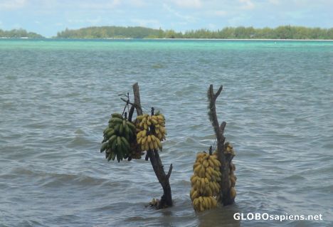 Postcard Bananas in the sea