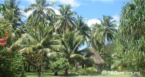 Postcard Lush vegetation of Rurutu