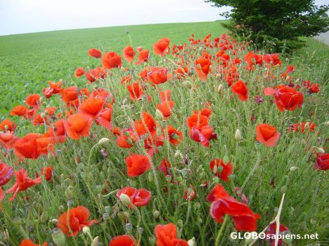 Postcard Poppy Flowers