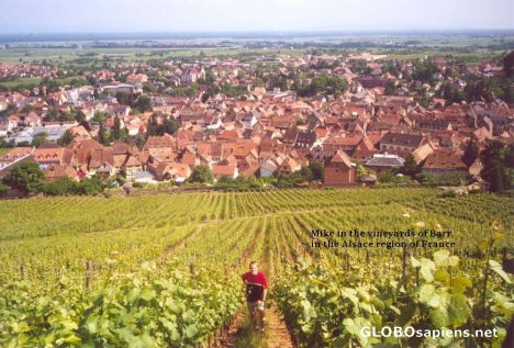 Postcard Mike in vinyards above Barr, France