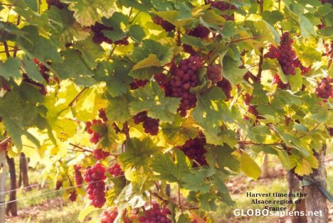 Postcard Harvest time in the Alsace
