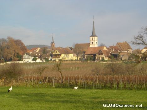 Postcard Storks outside of Mittelbergheim