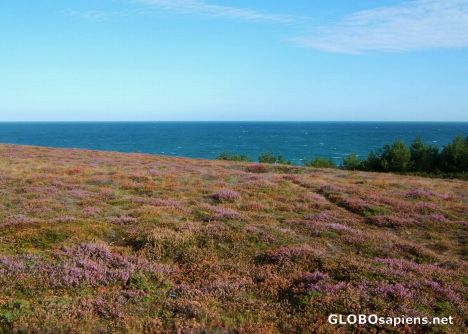 Postcard in germany the heather is named 'erika'.