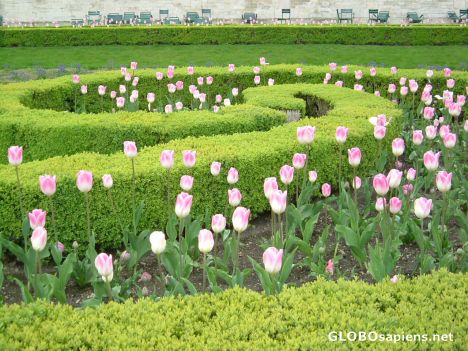 Postcard Tulips in Jardin des Tuileries