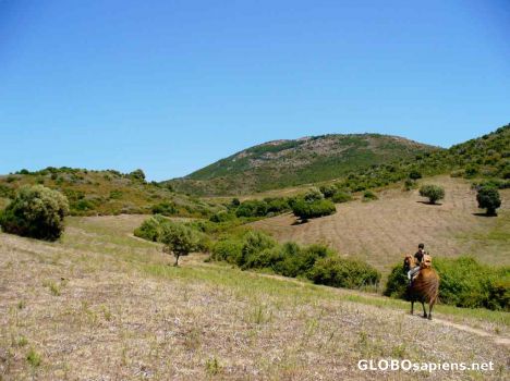 Postcard Corsican Maquis 1