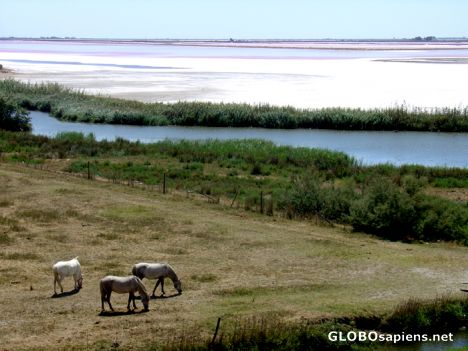 Postcard Salt marsh