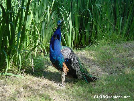 Postcard Peacock in the birds garden