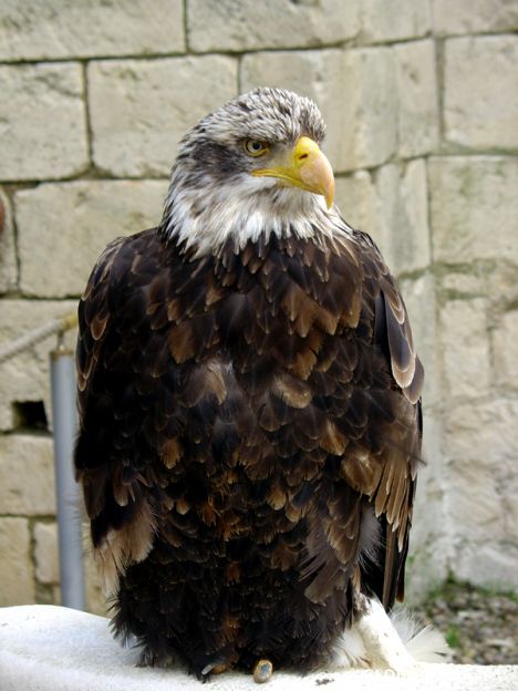 Postcard Eagle Castle - Caracara