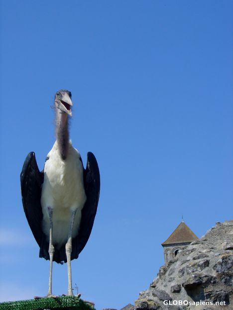 Postcard Eagle Castle - Marabout d'Afrique
