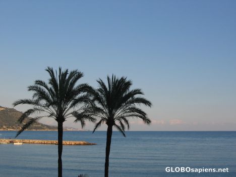 Postcard Palmtrees