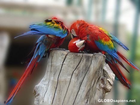 Postcard Parrots in Parc Phoenix