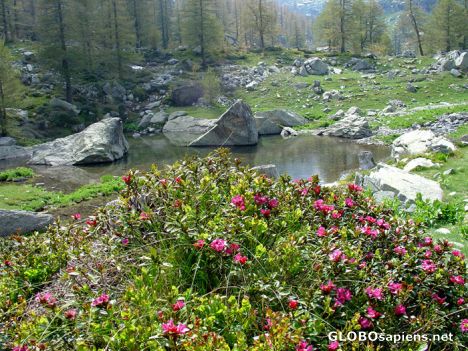 Postcard Alpenrose