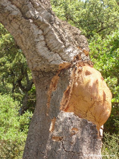 Postcard Pregnant Tree