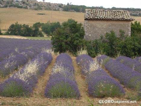 Postcard provence cliche